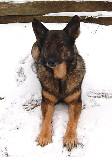 Ein Aktivposten der Bremer Eröffnungsbilanz: Polizeihund Scott schlägt mit 175 Euro zu Buche, auch wenn er eigentlich unbezahlbar ist!