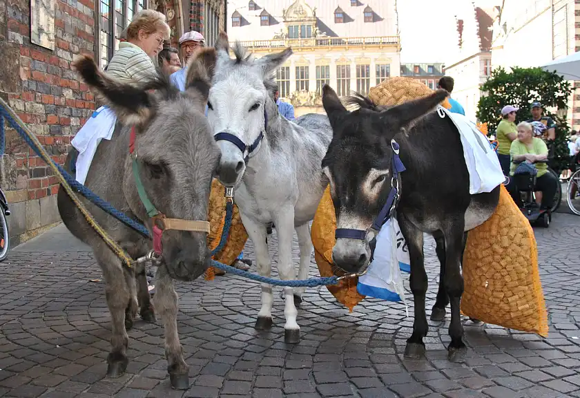 Schwerbepackte Lastenesel