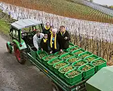 Weinlese auf dem Bremer Weinberg