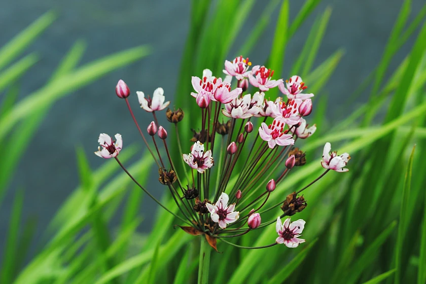 Schwanenblume