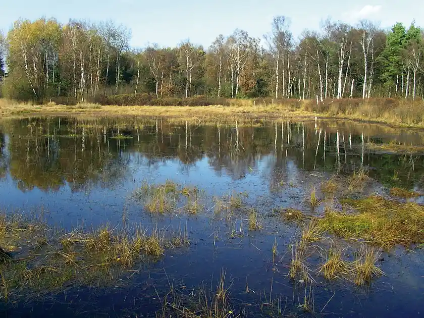 Heideweiher