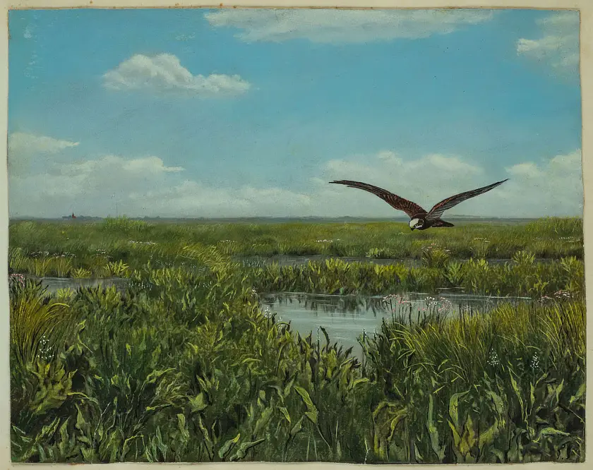 Landschaft und Vogelwelt  – aus dem Nachlass Richard Nagel