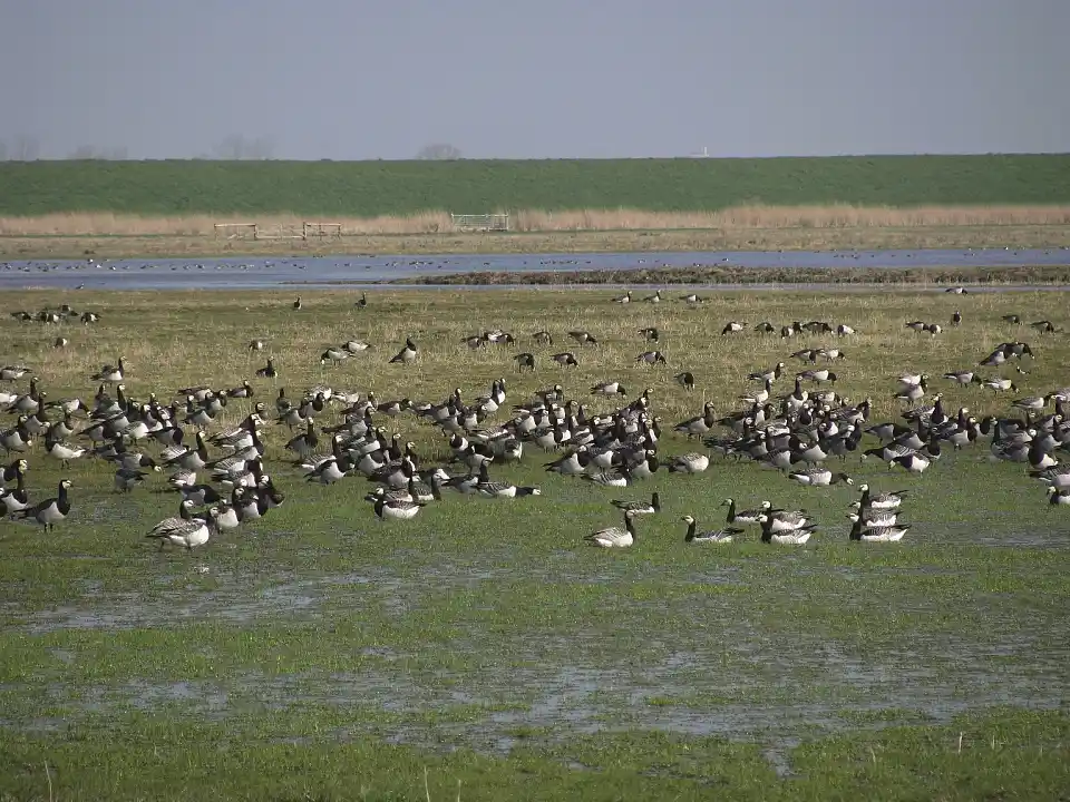 Weißwangengänse / Foto: Achilles