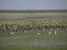 Weißwangengänse / Foto: Achilles