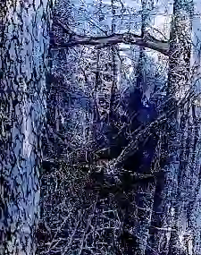 „Falkner“ von Sabine Wewer