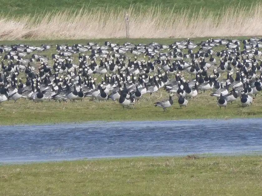 Die Luneplate hat internationale Bedeutung als Lebens- und Rückzugsraum für zahlreiche Vogelarten. Das Foto zeigt Nonnengänse – sie bevölkern das weitläufige Naturschutzgebiet im Winter in besonders großer Zahl.