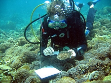 ZMT-Wissenschaftlerin bei der Forschungsarbeit an einem Korallenriff in Indonesien