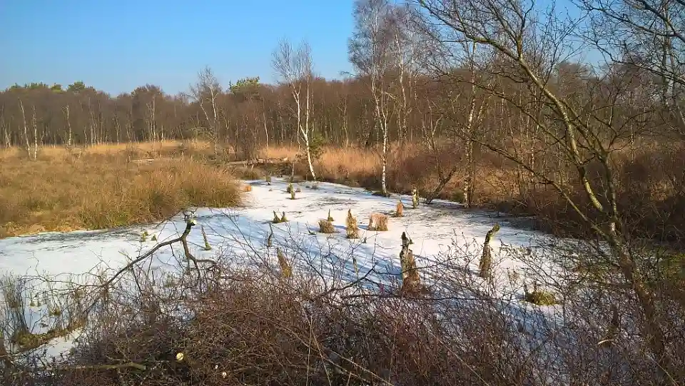 Einsame Ökolandschaft: Das Große Meer bei Bokel (Kreis Cuxhaven) verliert große Wassermengen an seine Umgebung. Die Hafengesellschaft bremenports will einen Wall am Rand des Moores mit Kleiboden und Erde verstärken. Wird das Wasser zurückgehalten, können sich hier mehrere Hektar neue wertvolle Moorfläche bilden. Quelle: Rüdiger Staats, bremenports