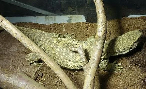 Steppenwaran