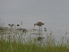 Uferschnepfe beim Mittagsmahl