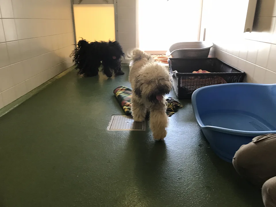 Diese beiden Hunde mussten ins Tierheim gebracht werden und suchen nun ein neues Zuhause