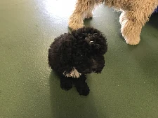 Auch dieser junge Hund braucht einen neuen Mensch, der sich um ihn kümmert