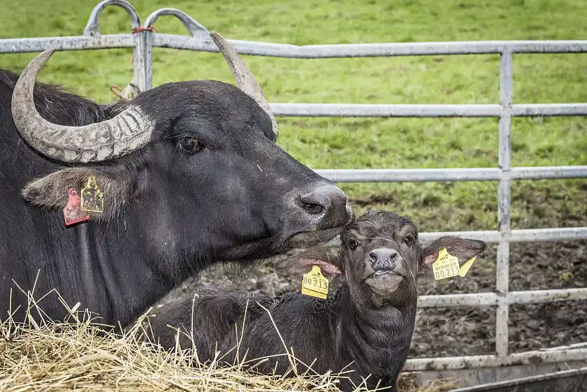 Teil des Fahrradtags auf der Luneplate: „Taufe“ der Wasserbüffelkälber