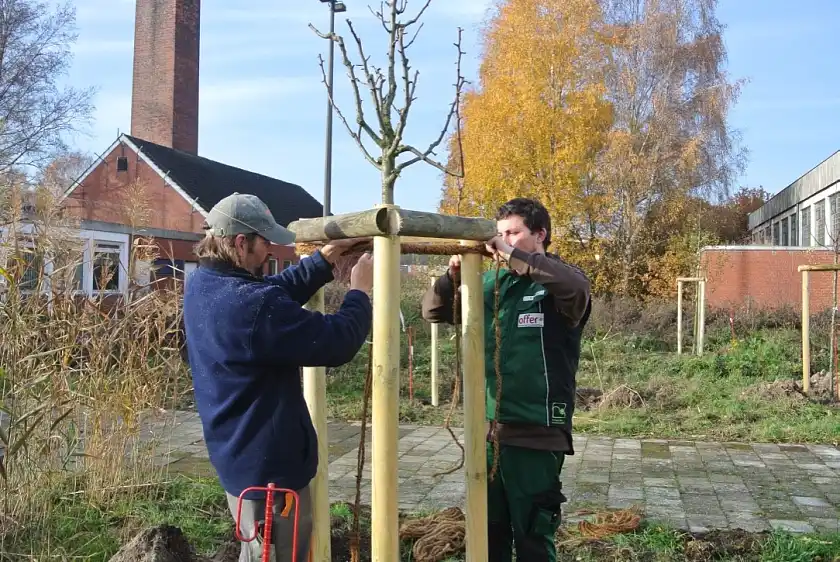Immobilien Bremen AöR legt auf drei Freiflächen des Anwesens Streuobstwiesen an und lässt dafür durch eine Fachfirma 14 Bäume anpflanzen. 