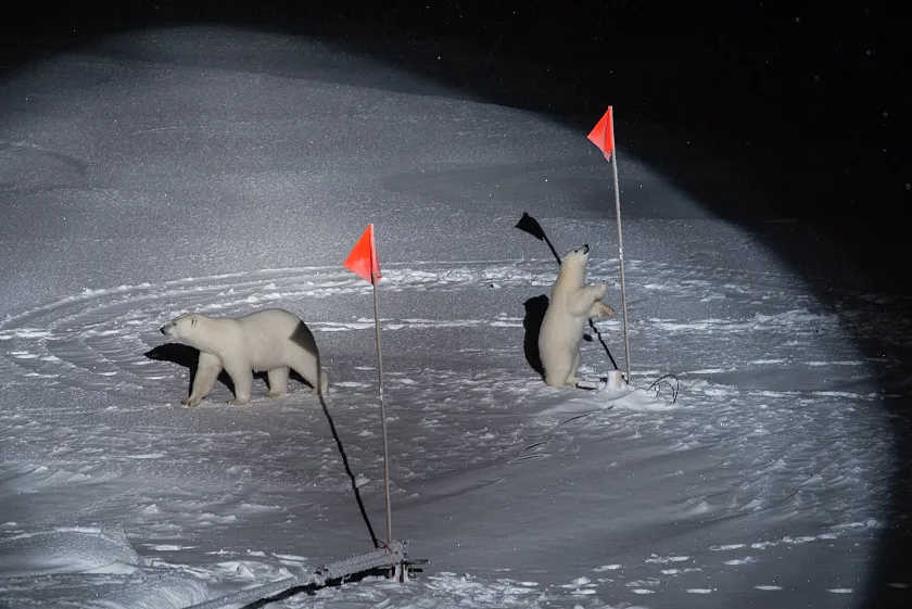Eisbärenmutter und ihr Junges (Foto: Esther Horvath)