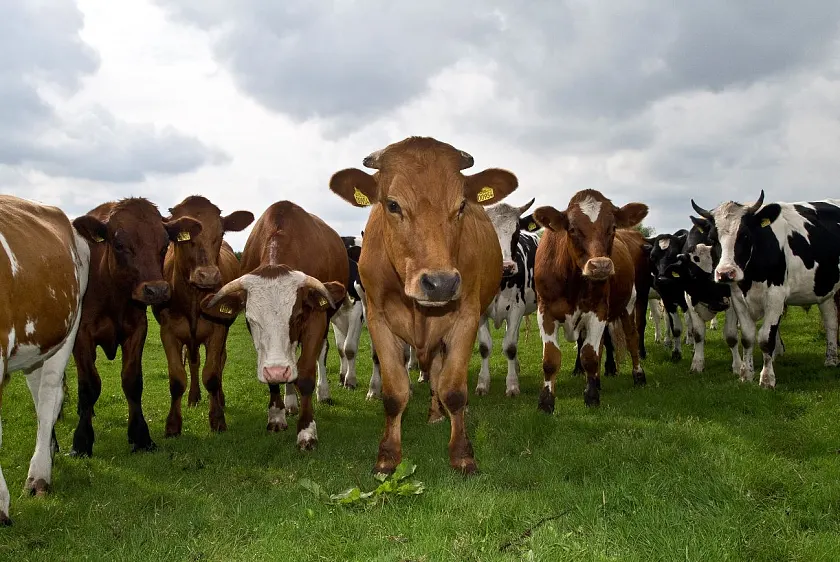 Durch täglichen Weidegang wird den Tieren ein artgerechtes Verhalten auf der Fläche und in der Herde ermöglicht.