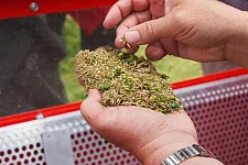 Die Ernte des Wiesefix: Eine Saatgutmischung heimischer Wiesen.