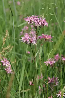 Die Kuckuckslichtnelke: Ihre Samen sollen unter anderem gesammelt werden. Foto: Kerstin Kunze, haneg