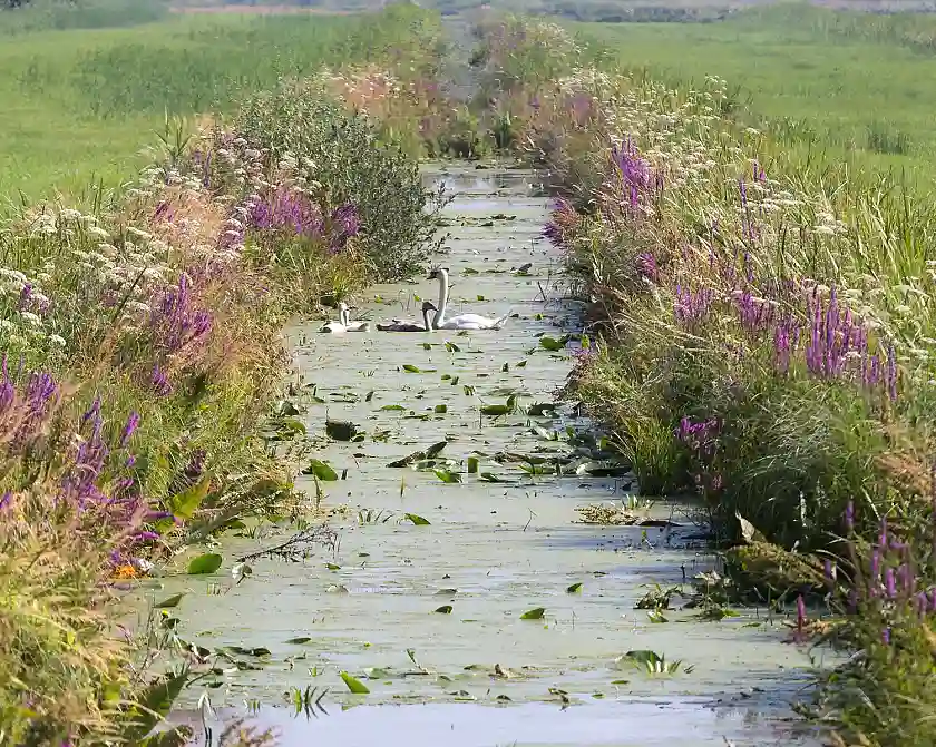 Ein Konzept, das wirkt: Im Bremer Wirtschaftsgrüngürtel entwickeln sich die Vogelbestände gegen den Bundestrend positiv. Foto: SKUMS