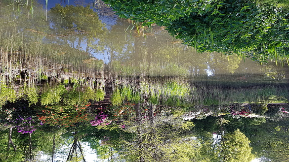 Auch im Rhododendronpark spielen Gewässer eine wichtige Rolle. Foto: Umweltressort