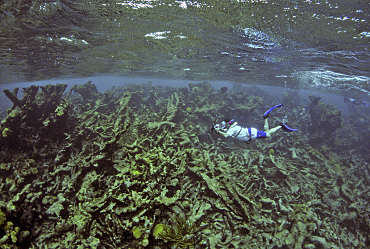 In der Karibik sind in den letzten 40 Jahren 80% der Korallenbestände verloren gegangen. Die Aufnahme entstand im August 2016. Karibik, Amerikanische Jungferninseln, Buck Island Reef. Foto: Richard Ross / Secore international / www.ICRS2022.de