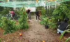 Die GemüseAckerdemie stärkt die Wertschätzung für Lebensmittel. Foto: Pressereferat Senatorin für Bildung