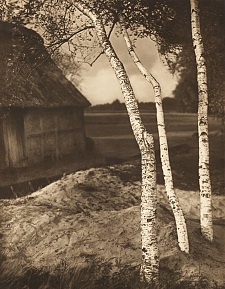 Frühling im Moor. Foto: Julius Frank, Focke-Museum