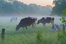 Die nachhaltige Rinder-Weidehaltung soll wieder üblicher werden. Foto: Christian Kluge, Bauernverband 