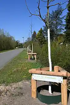 Stadtbäume in Walle, Unionweg. Foto: SKUMS