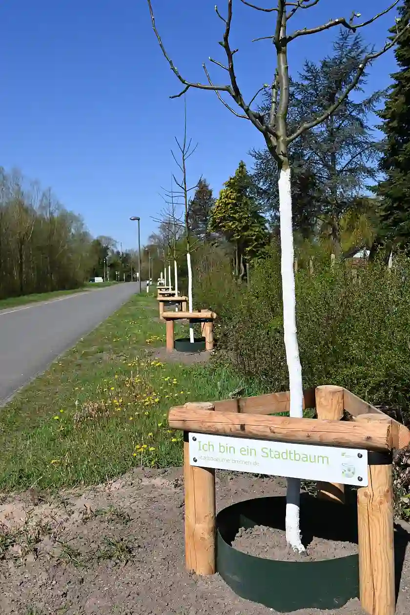 Stadtbäume in Walle, Unionweg. Foto: SKUMS