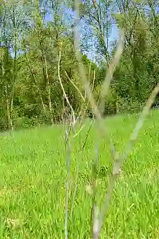 Für den Klimawald wurden insgesamt 11.520 Laubbäume norddeutscher Herkunft und 960 Strauchpflanzen, die für Waldränder typisch sind, als Forstware gepflanzt. Foto: Umweltressort