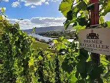 Der Bremer Weinberg an der Mosel | Foto: Senatskanzlei Peter Lohmann