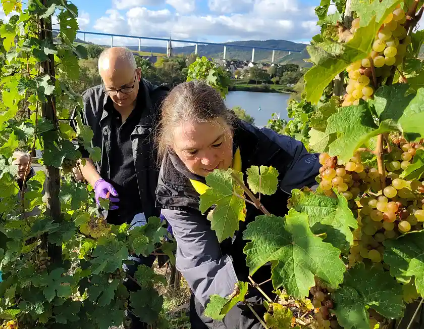 Konzentrierte Arbeit im Weinberg - Bürgermeister Andreas Bovenschulte und Martina Sanowski-Lütjen vom Martinshof. Foto: Senatspressestelle