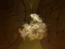 Senatssaal-Fluse schwebend. Foto: Wolfgang Stöcker