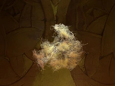 Eine Staubfluse aus dem Senatssaal des Bremer Rathauses. Foto: Wolfgang Stöcker