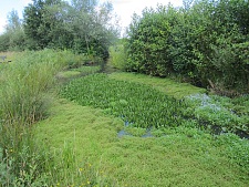 Nadelkraut überwuchert Gewässer im Park links der Weser und verdrängt dabei auch die streng geschützte Krebsschere.  Foto: Bettina Frieben (SUKW)