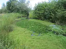Nadelkraut überwuchert Gewässer im Park links der Weser und verdrängt dabei auch die streng geschützte Krebsschere.  Foto: Bettina Frieben (SUKW)