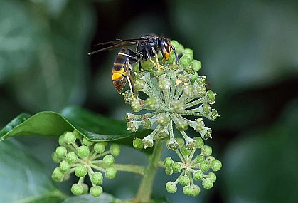 Die Asiatische Hornisse. Foto: Umweltressort