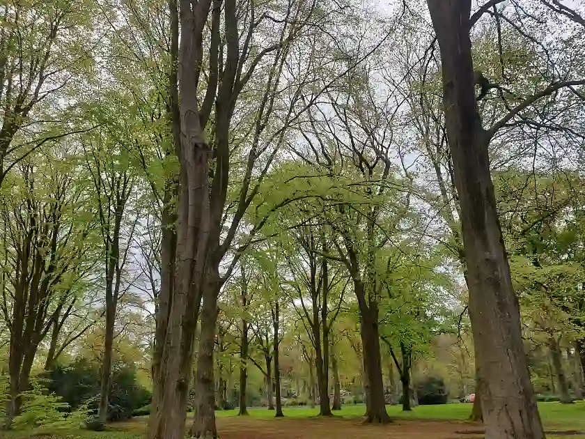 Wertvolle Altbuchen im Bremer Rhododendron-Park. Foto: Rhododendron-Park
