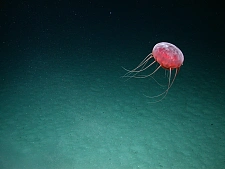 Tiere Tief­see­me­duse im Süd­at­lan­tik in 2.900 Me­ter Was­ser­tie­fe. Foto: Marum