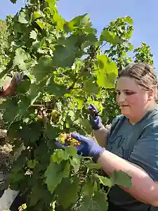 Traubenlese für einen guten Jahrgang. 