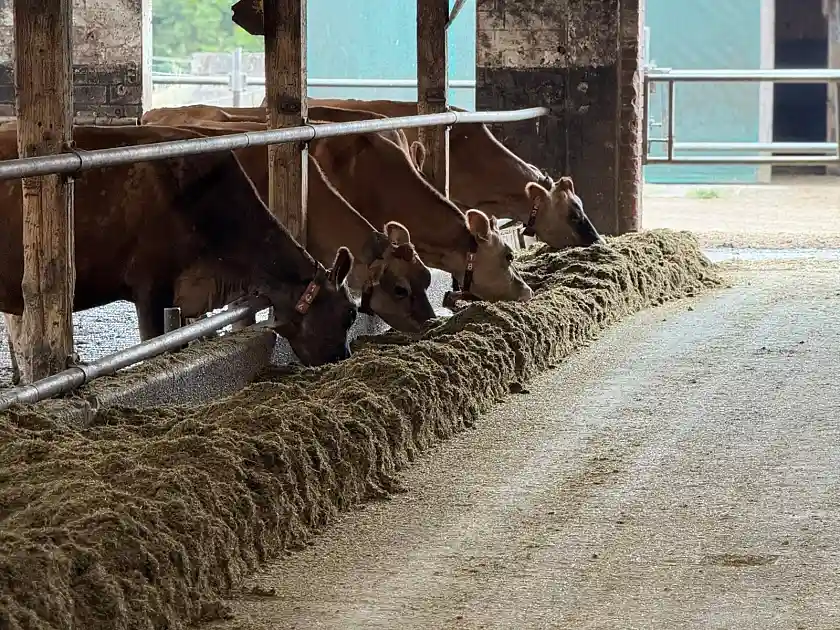Gesundes Futter für gesunde Tiere. Der Weidecoach unterstützt Landwirtinnen und Landwirte dabei, ausreichend gutes Futter zu produzieren. 