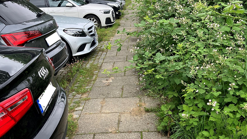 Wenn privates Grün die Grundstücksgrenze überwuchert, müssen die Grundstückseigentümer für einen Rückschnitt sorgen. 